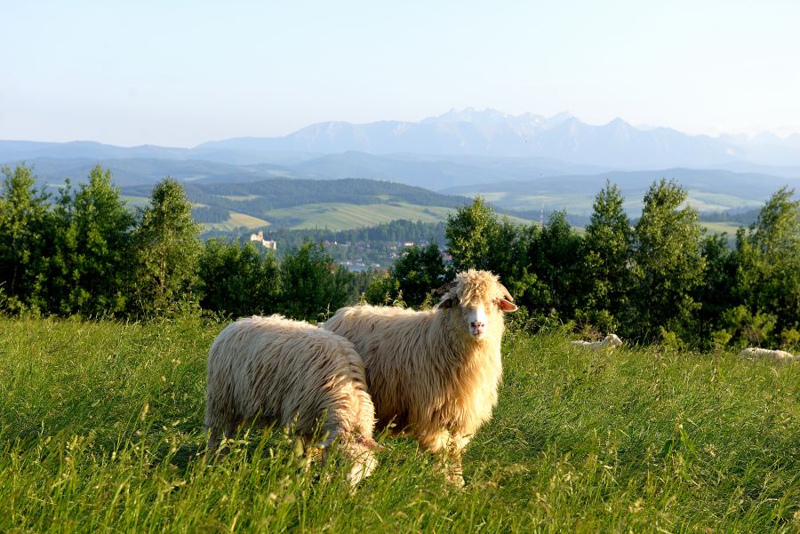 Ferie w górach